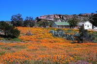 Unterwegs - Blumenmeer