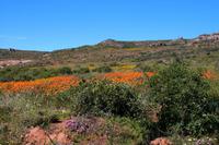Unterwegs - Blumenmeer