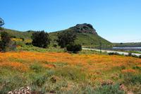 Unterwegs - Blumenmeer