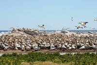 Lambert`s Bay - Kaptöpel Kolonie