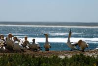 Lambert`s Bay - Kaptöpel Kolonie