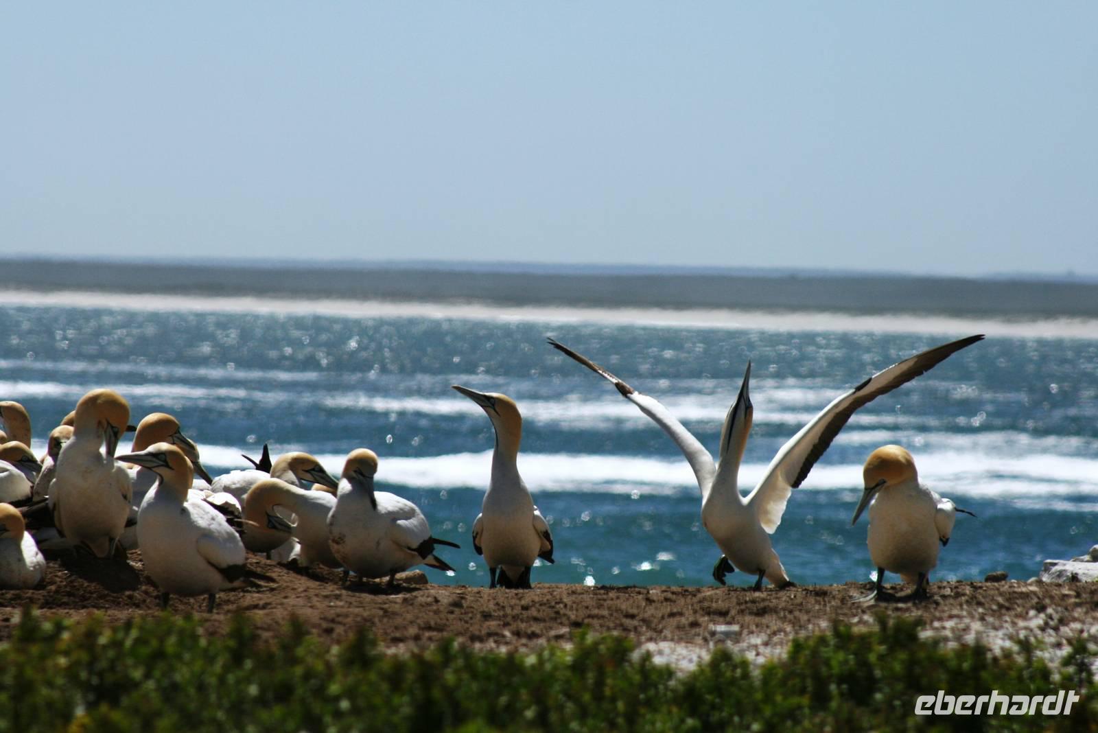 Lambert`s Bay - Kaptöpel Kolonie