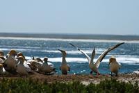 Lambert`s Bay - Kaptöpel Kolonie