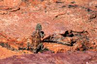 Sevilla Rock Art Trail