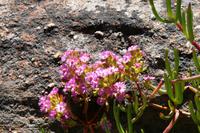Sevilla Rock Art Trail