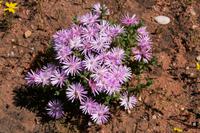 Sevilla Rock Art Trail