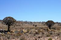 Unterwegs - Köcherbäume