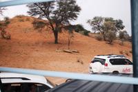 Auf Pirsch im Kgalagadi Transfrontier Park