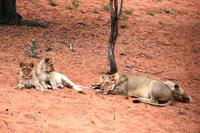 Ein kleiner Auszug aus 2 Stunden Löwenthriller