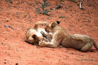 Löwenkinder beim Spiel