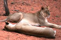 Nein, faule Löwenmütter