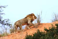 Stattliches Kerlchen