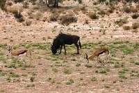 Kgalagadi Transfrontier Park
