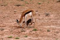 Eberhardts erste Stehversuche