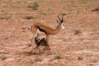 Eberhardts erste Stehversuche