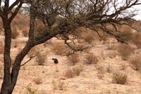 Kgalagadi Transfrontier Park - Honigdachs