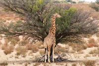 Kgalagadi Transfrontier Park - Giraffe