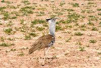 Kgalagadi Transfrontier Park - Riesentrappe