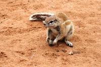 Kgalagadi Transfrontier Park - Erdhörnchen