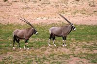 Kgalagadi Transfrontier Park - Oryx Duo