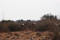 Eland Antilopen, die schwersten