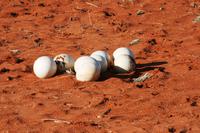 Straußeneiernest in der Kalahari