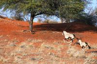 Oryxmutter mit Nachwuchs