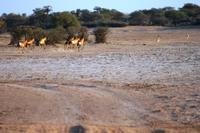 Kuhantilope, die schnellste