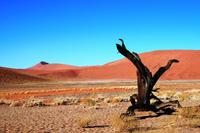 In der Namib