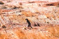 Erdhörnchen in der Namib