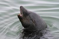 Lustiges Kerlchen mit kratziger Stimme