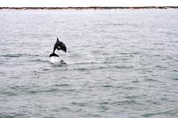 Yippie, ein Benguela Delfin