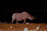 Abends am Wasserloch