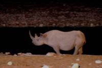 Abends am Wasserloch