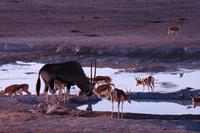 Im Etosha NP