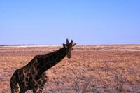 Im Etosha NP