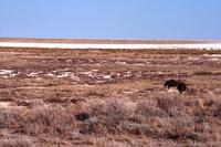 Im Etosha NP