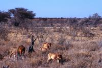Gesättiges Löwenrudel bei Salvadore