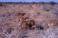 Gesättiges Löwenrudel bei Salvadore