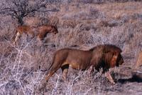 Gesättiges Löwenrudel bei Salvadore