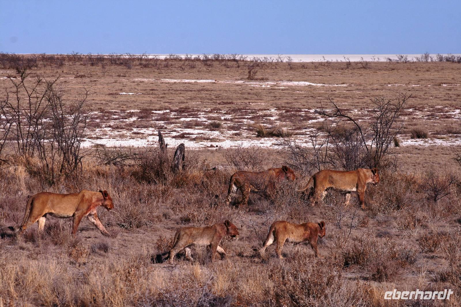 Gesättiges Löwenrudel auf dem Weg zum Ruheplatz