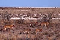 Gesättiges Löwenrudel auf dem Weg zum Ruheplatz