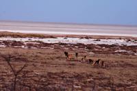 Gesättiges Löwenrudel auf dem Weg zum Ruheplatz