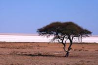 Etosha Pfanne