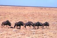 Im Etosha NP - Gnus