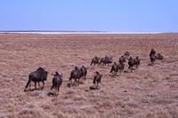 Im Etosha NP - Gnus