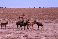 Im Etosha - Kuhantilopen