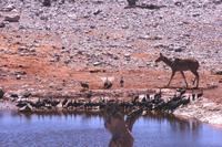 Im Etosha - Olifantsbad