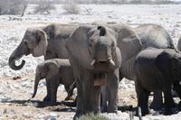 Elefanten, Elefanten, Elefanten