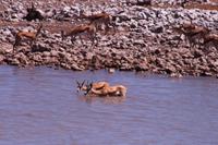 Etosha - am Wasserloch
